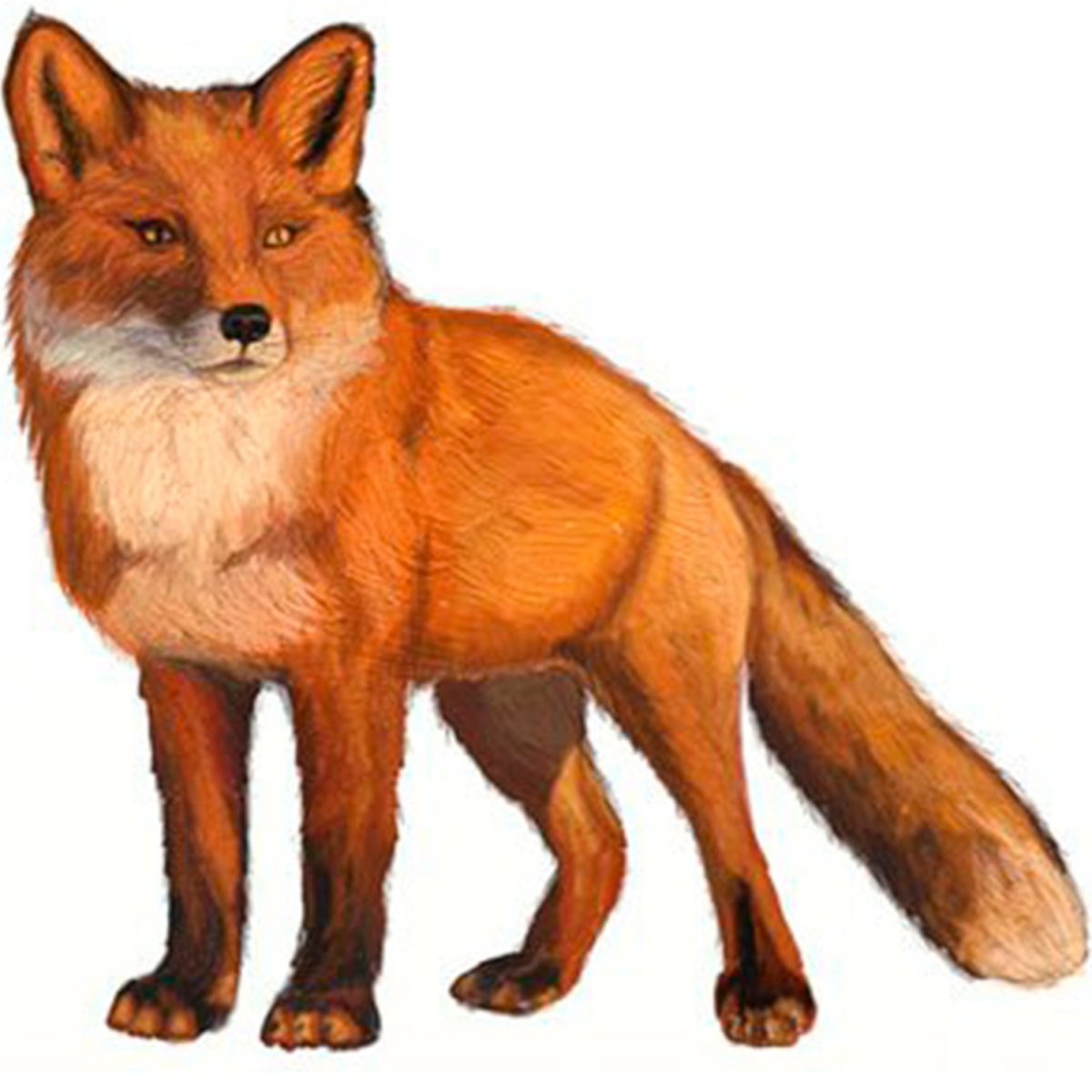 Лиса для детей