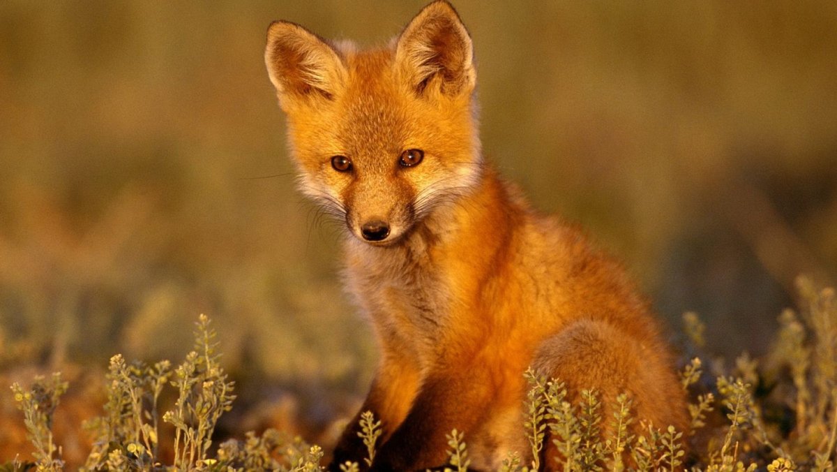 Лисуня Лисуня