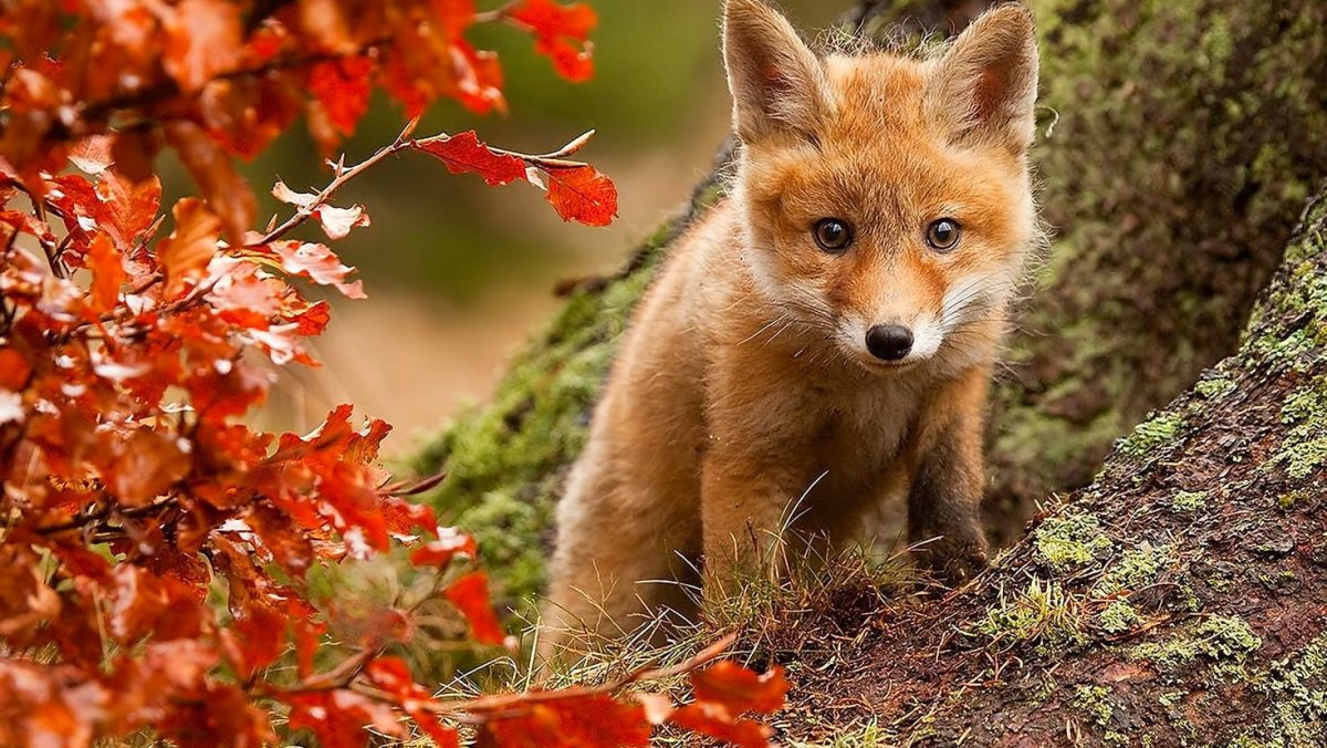 Красивый Лисенок картинки