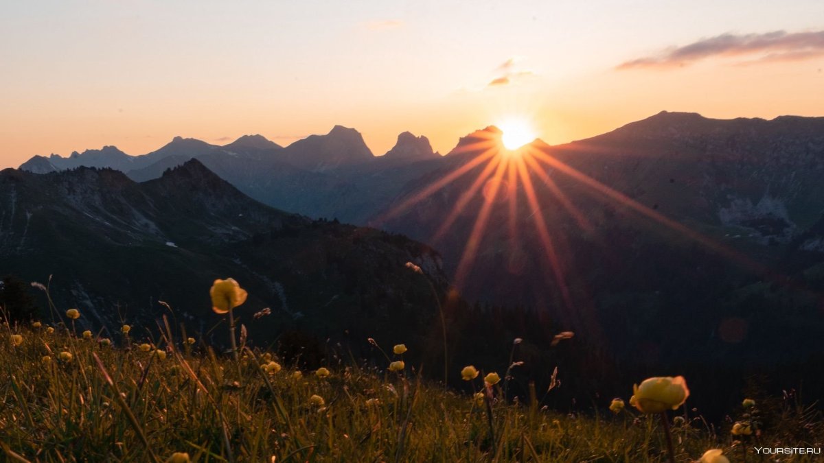 Цветы и небо