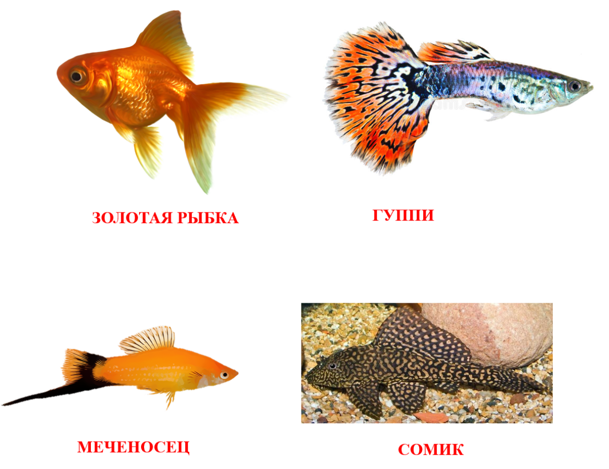 Аквариумные рыбки плакат