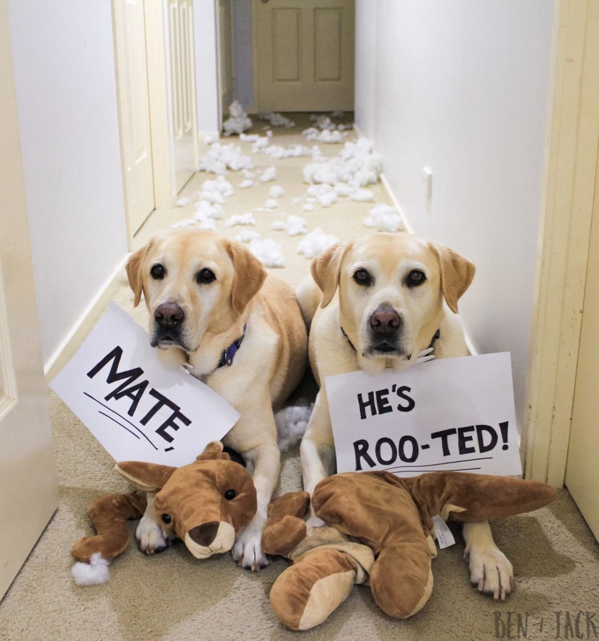 Собака просит прощения