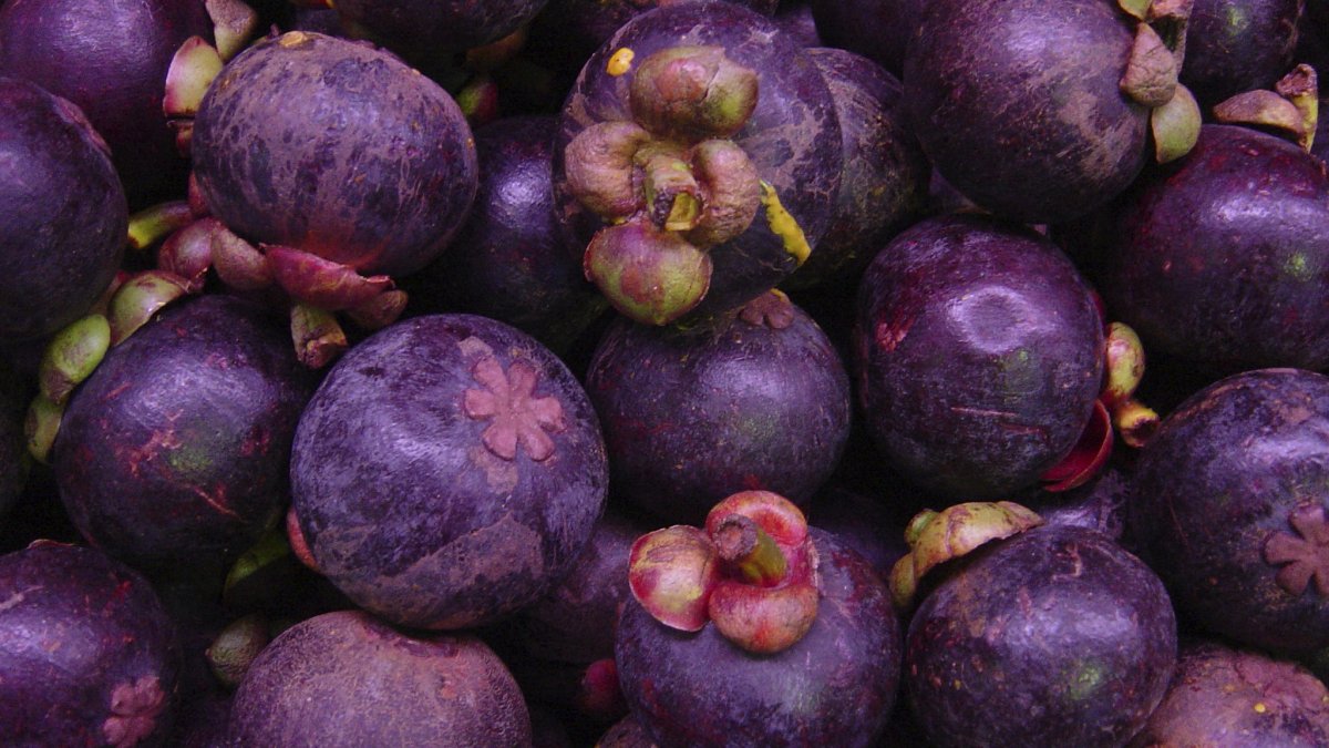 Инжир грузинский