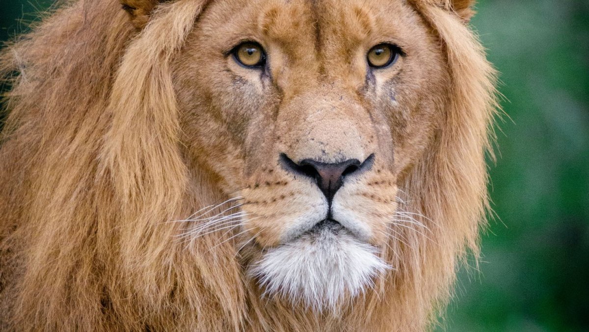 Морда Льва