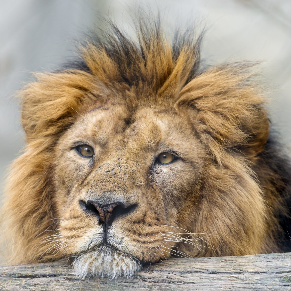 Смешная морда Льва