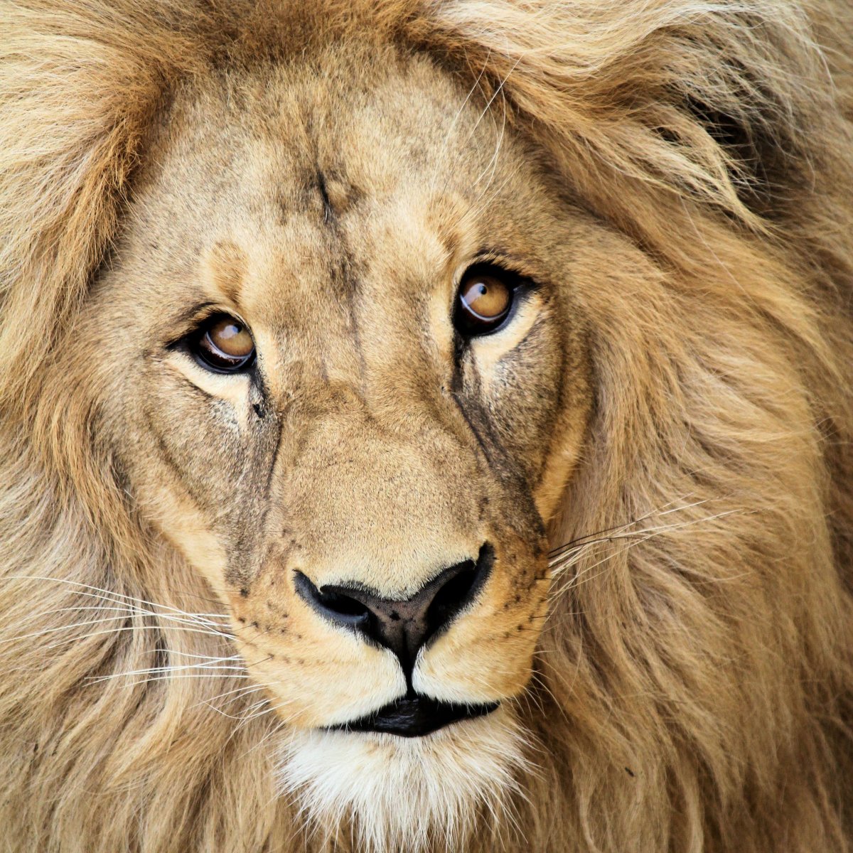 Обои морда Льва