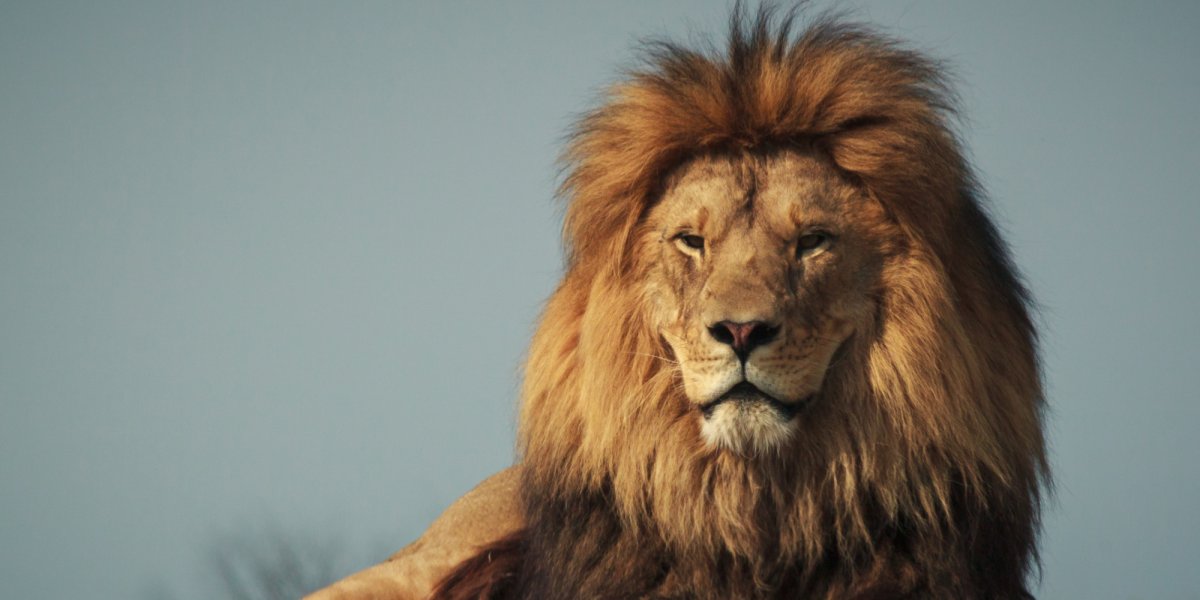 Обои на рабочий стол Лев