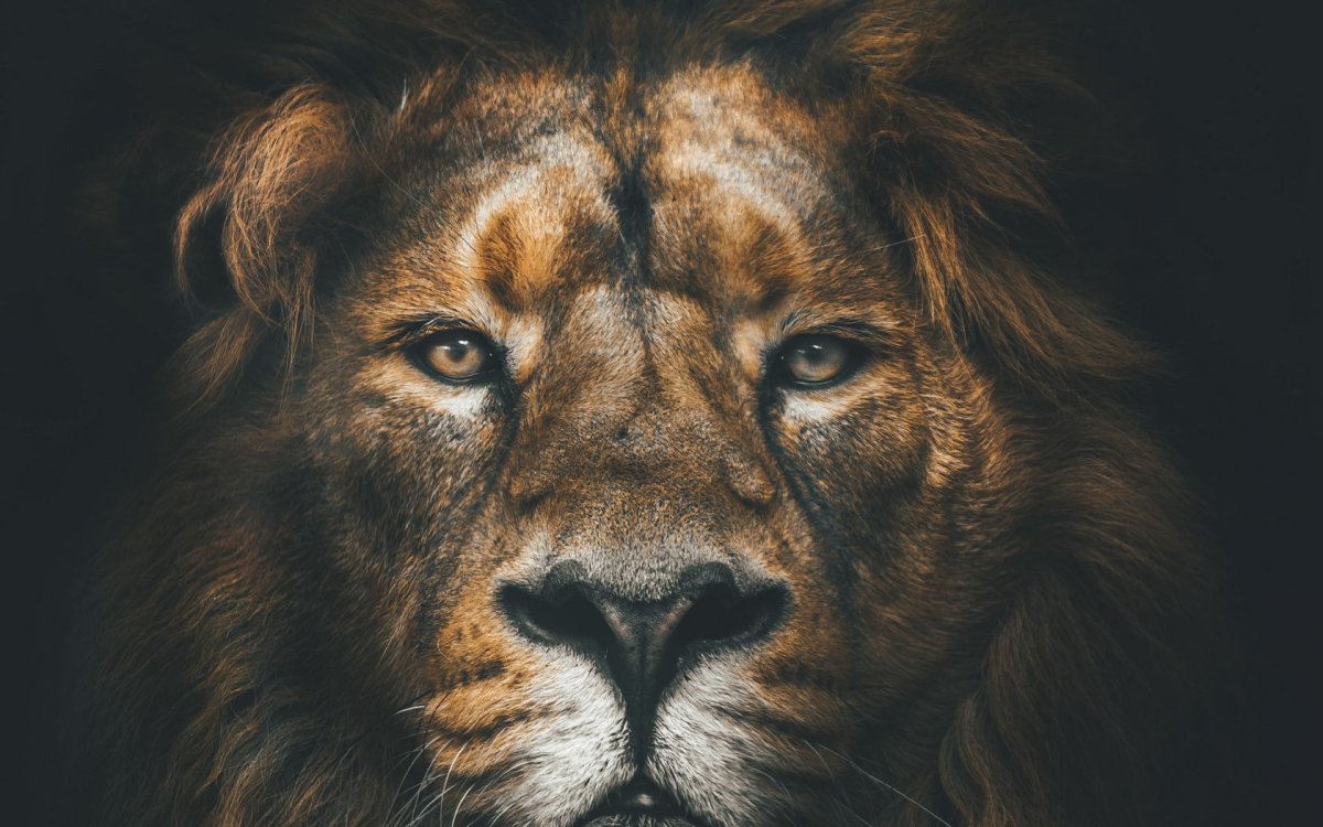 Лев на заставку