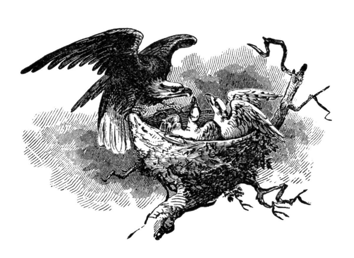 Владимир даль ворона