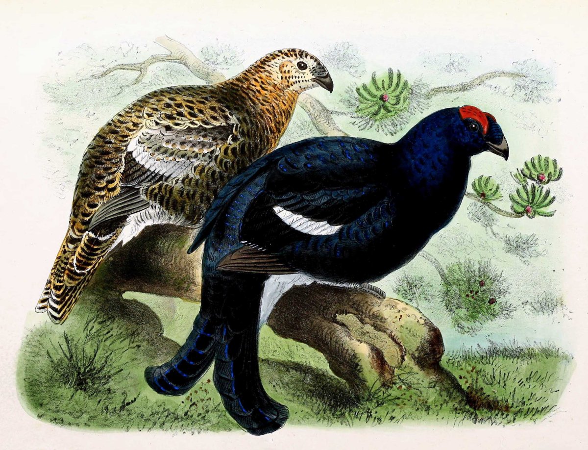 Поймать удачу за хвост