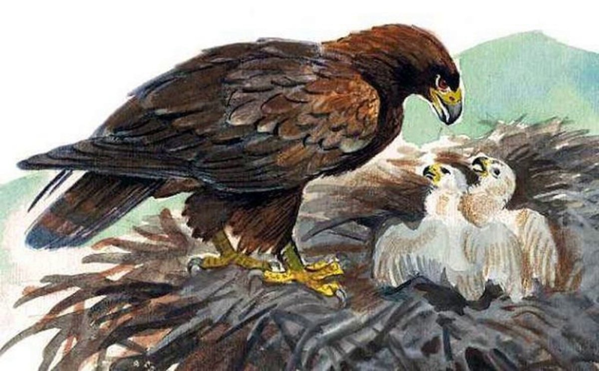 Беркут для детей