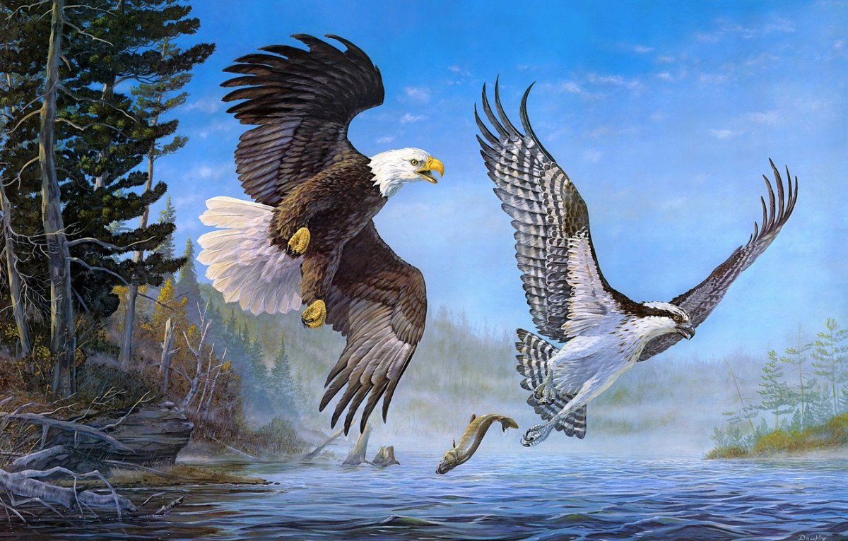 Хищные птицы иллюстрации