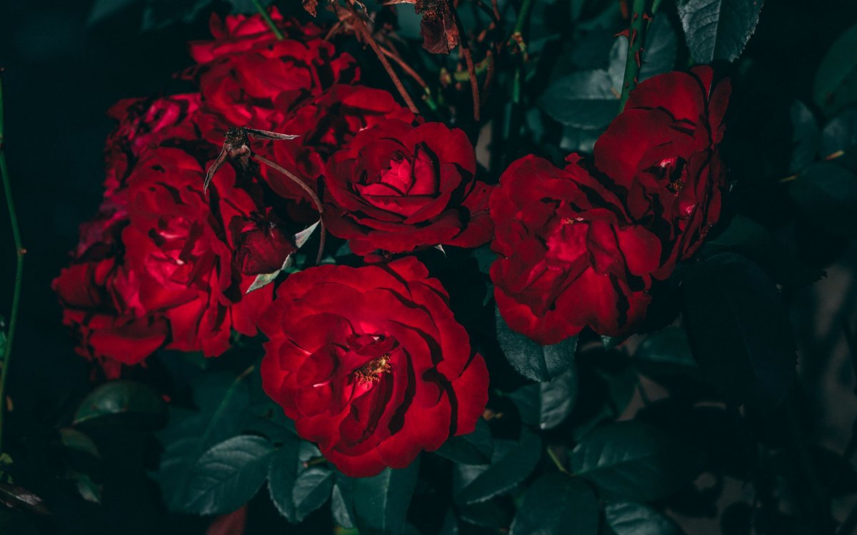 Дарк Роуз Эстетика