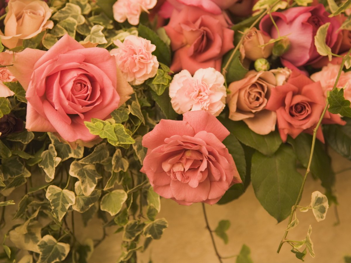 Роза Милроза