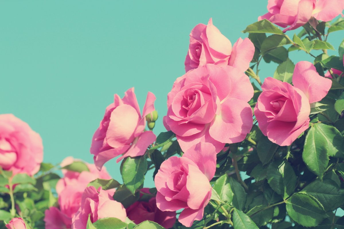 Красивые розы в воде