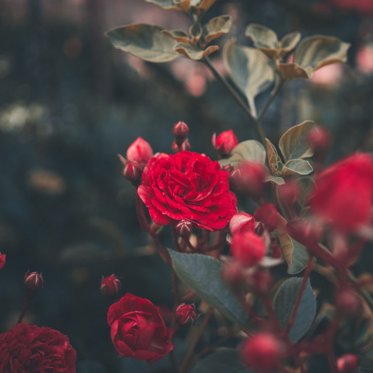 Розы на столе