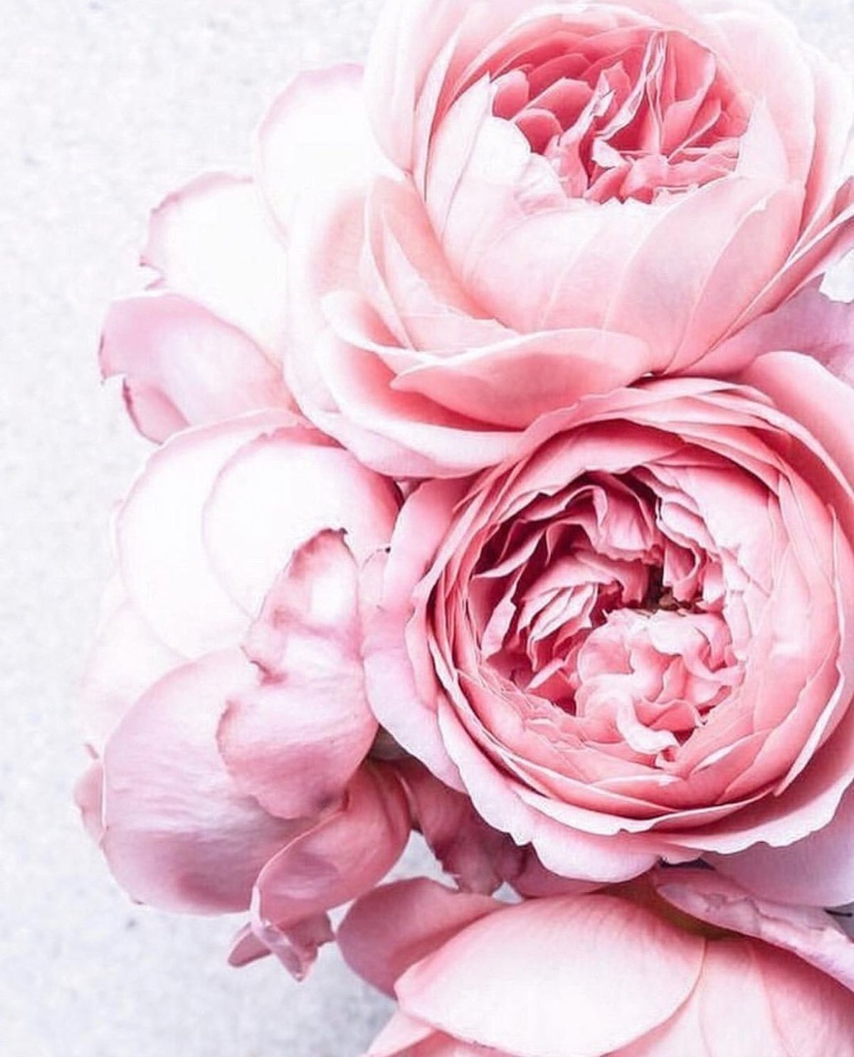 Бело розовые розы