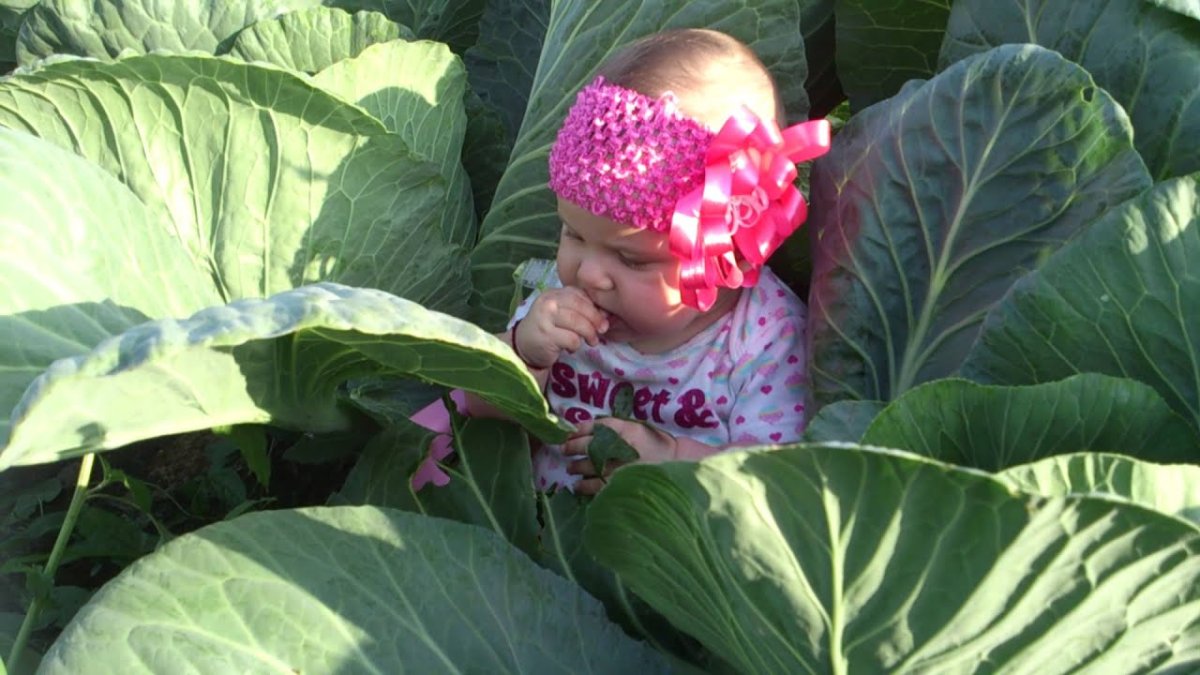 Ребенка нашли в капусте