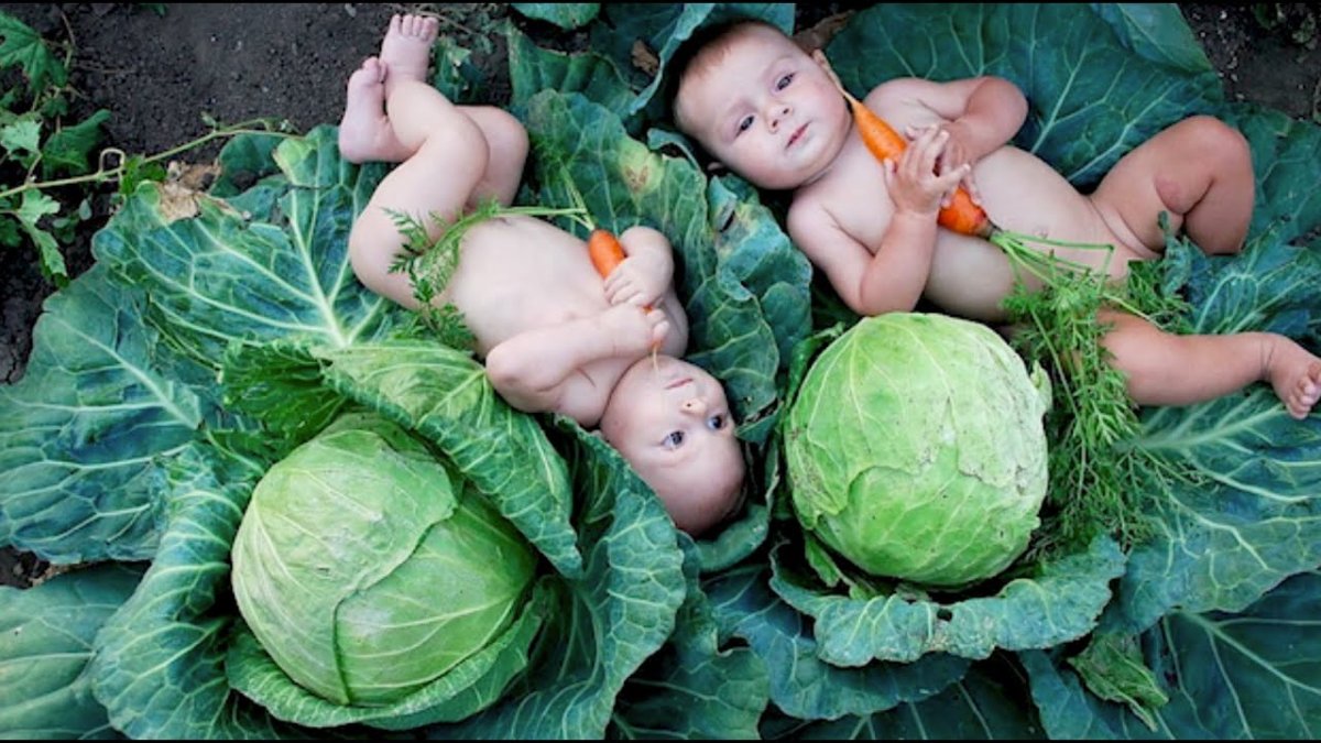 Фотосессия в капусте ребенка