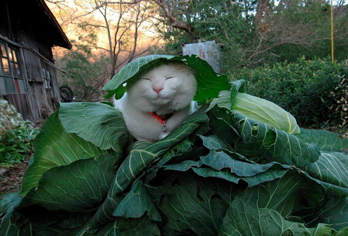 Кошка в огороде