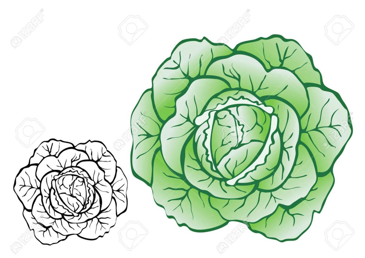 Маленькие капусты макет