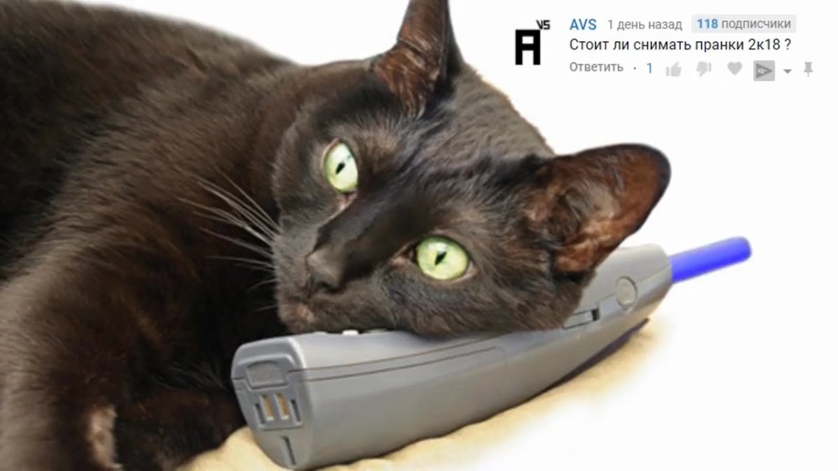 Кот часть кондиционера