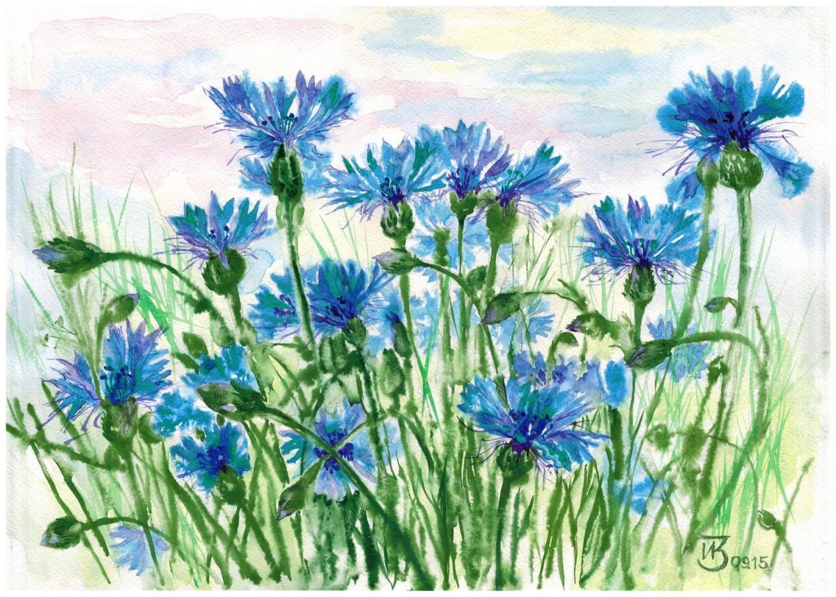 Рисунок василька