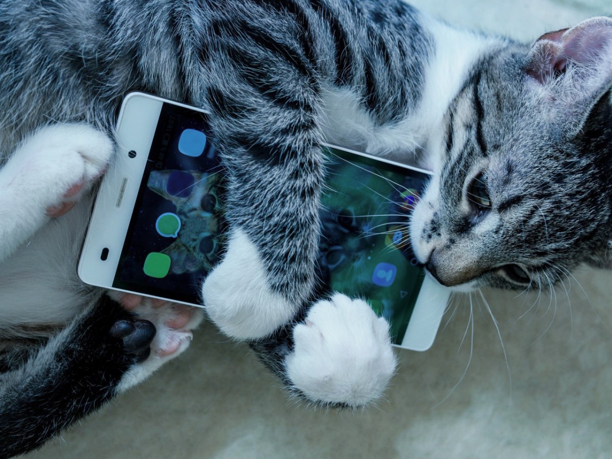 Котик со смартфоном