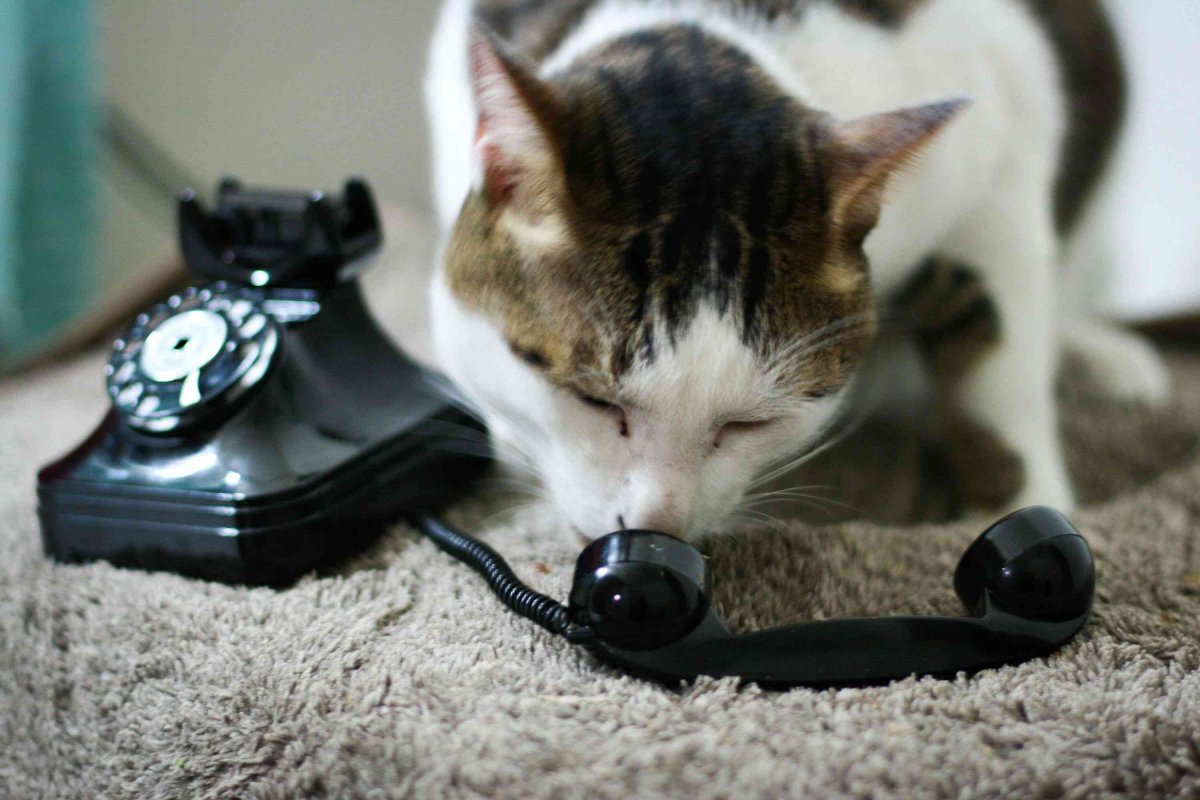 Кошка с телефоном