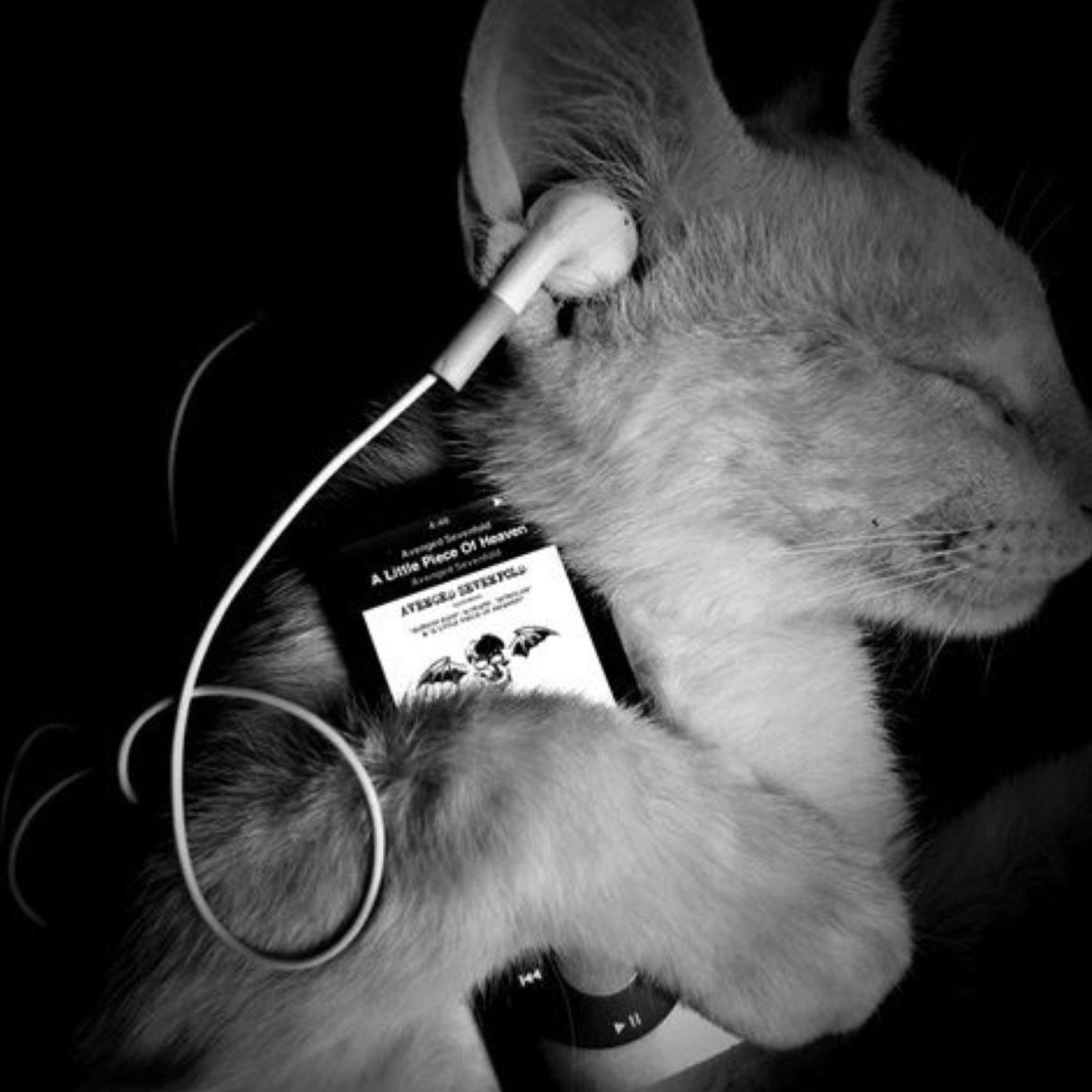 Котик с телефоном