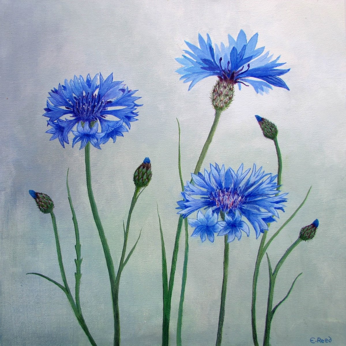 Василек полевой