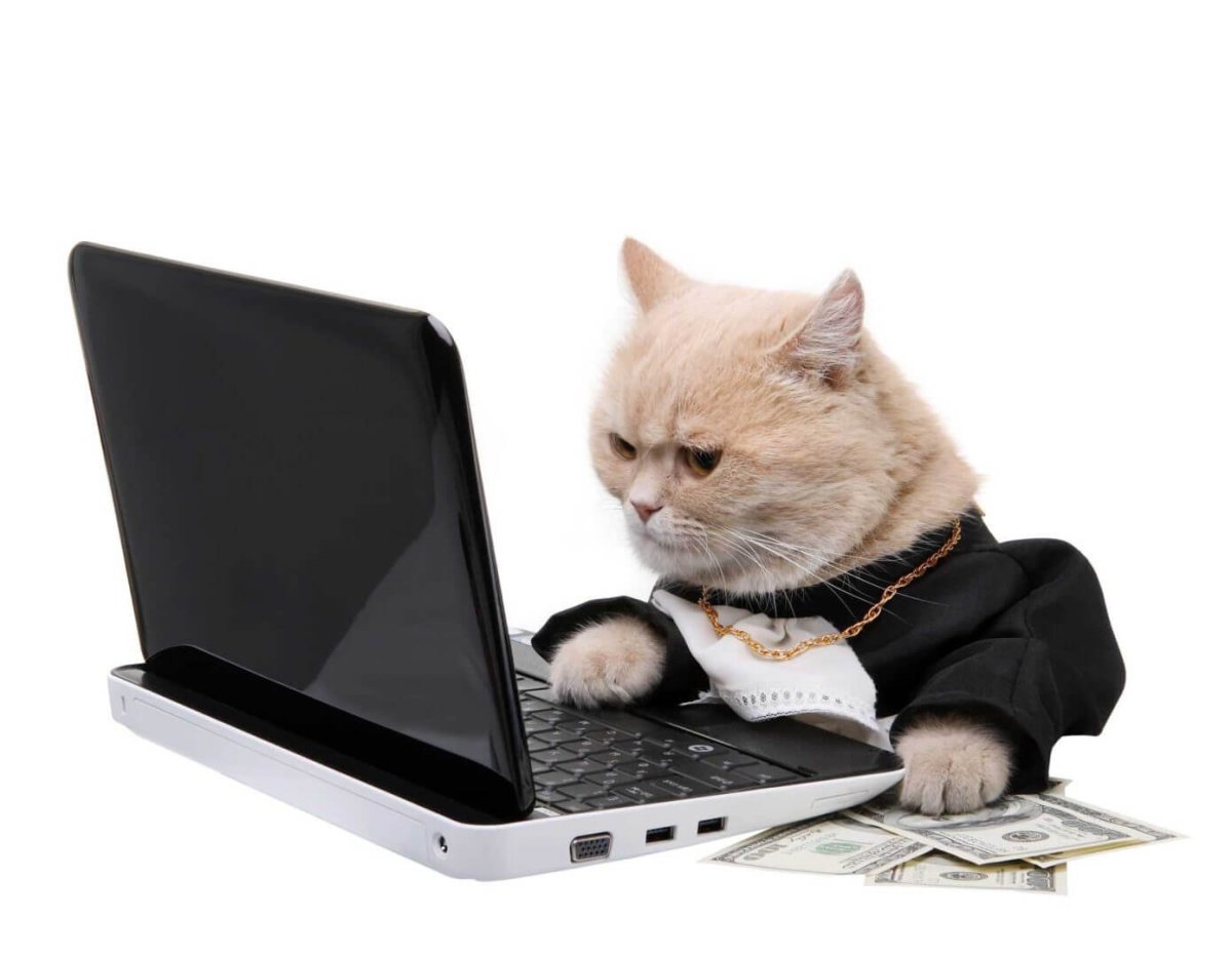 Кошка и компьютер