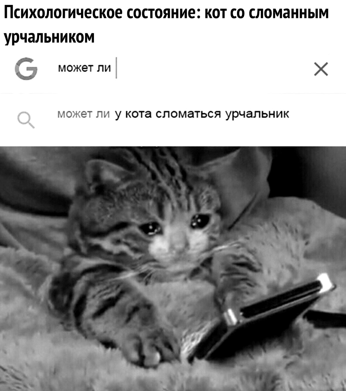 Плачущий котик с телефоном