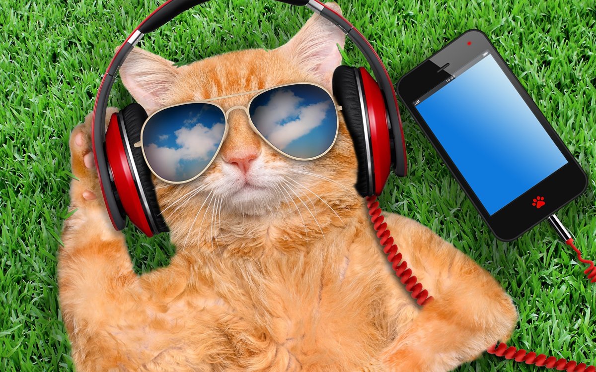 Котенок и компьютер