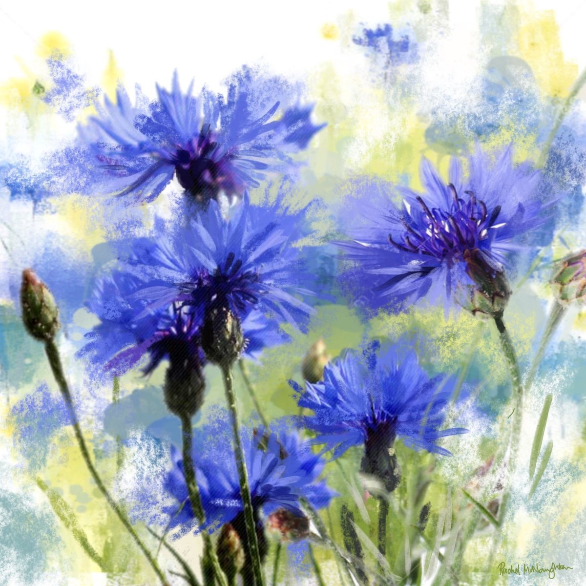 Живопись ромашки и васильки