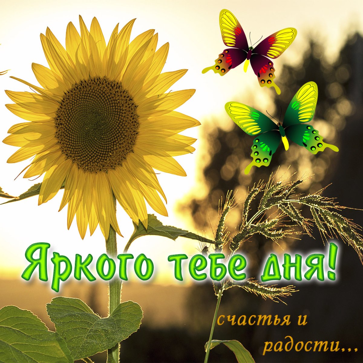 Чудесной солнечной среды