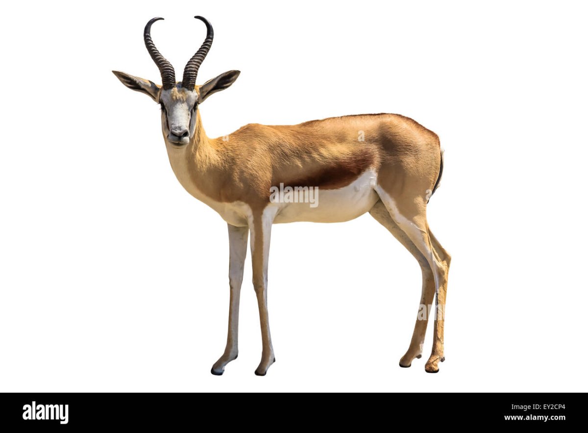 Антилопа Джейран на белом фоне