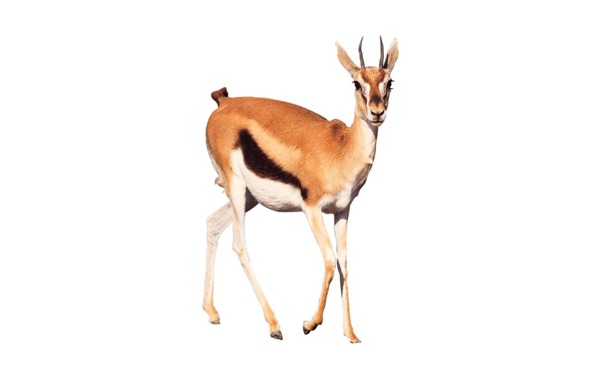 Грузовой автомобиль мультяшный