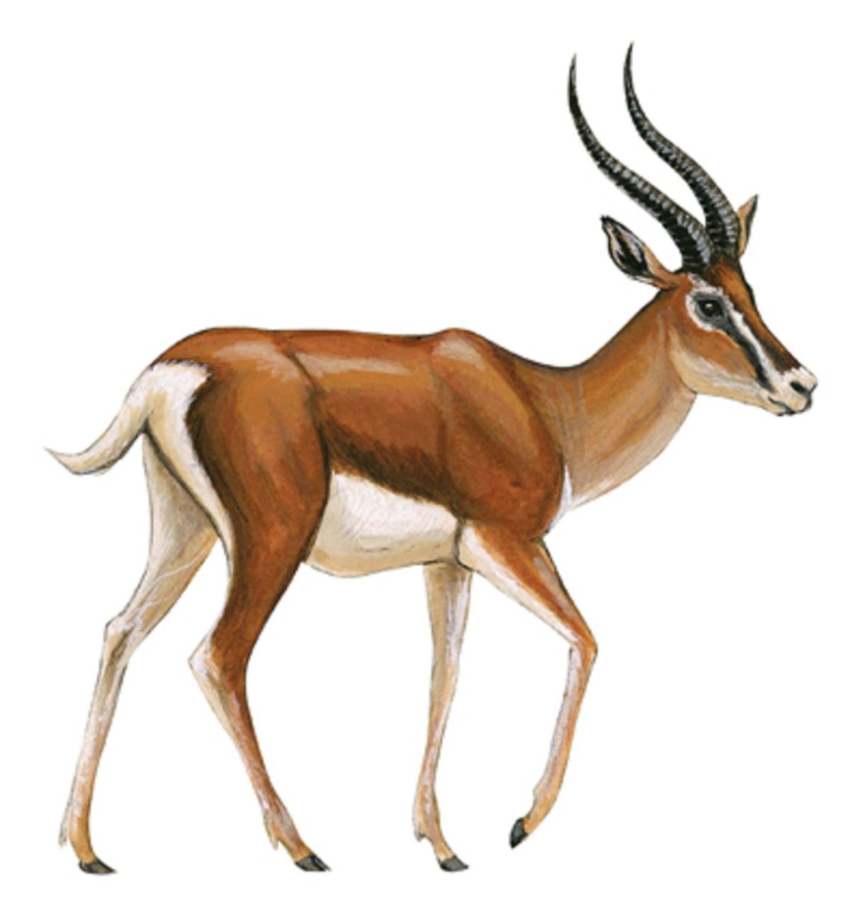 Реклама грузоперевозок на газели