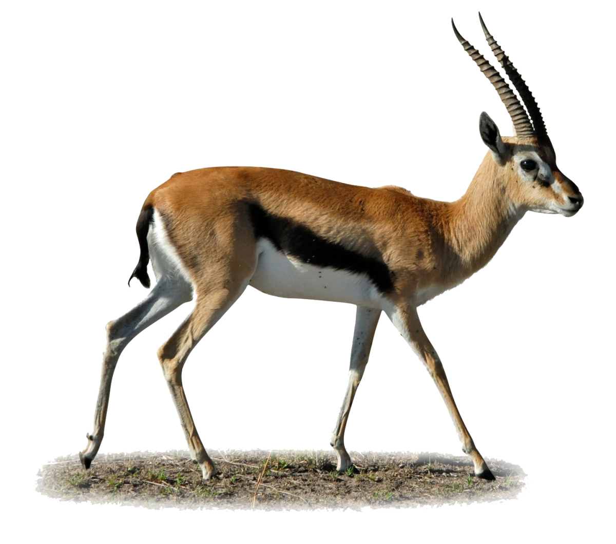 Газель сбоку вектор