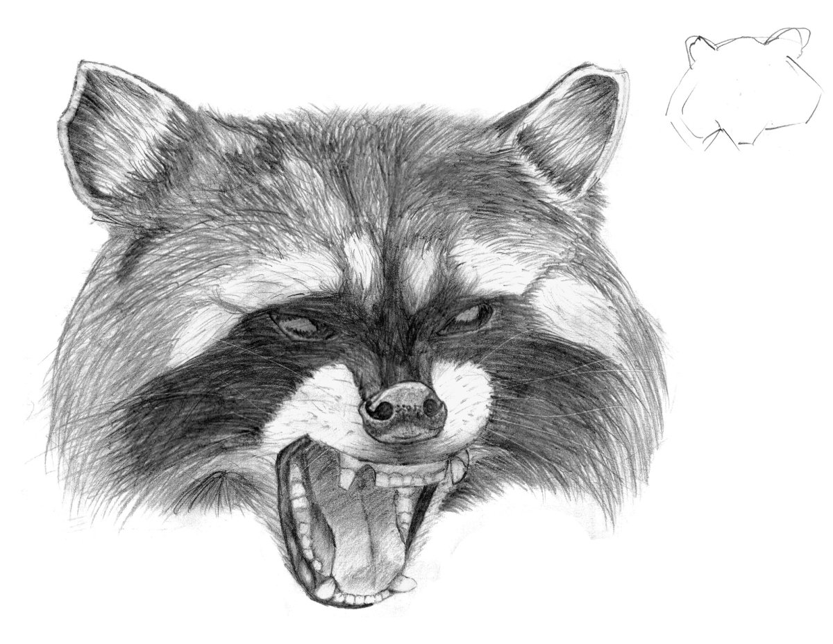 Енот карандашом