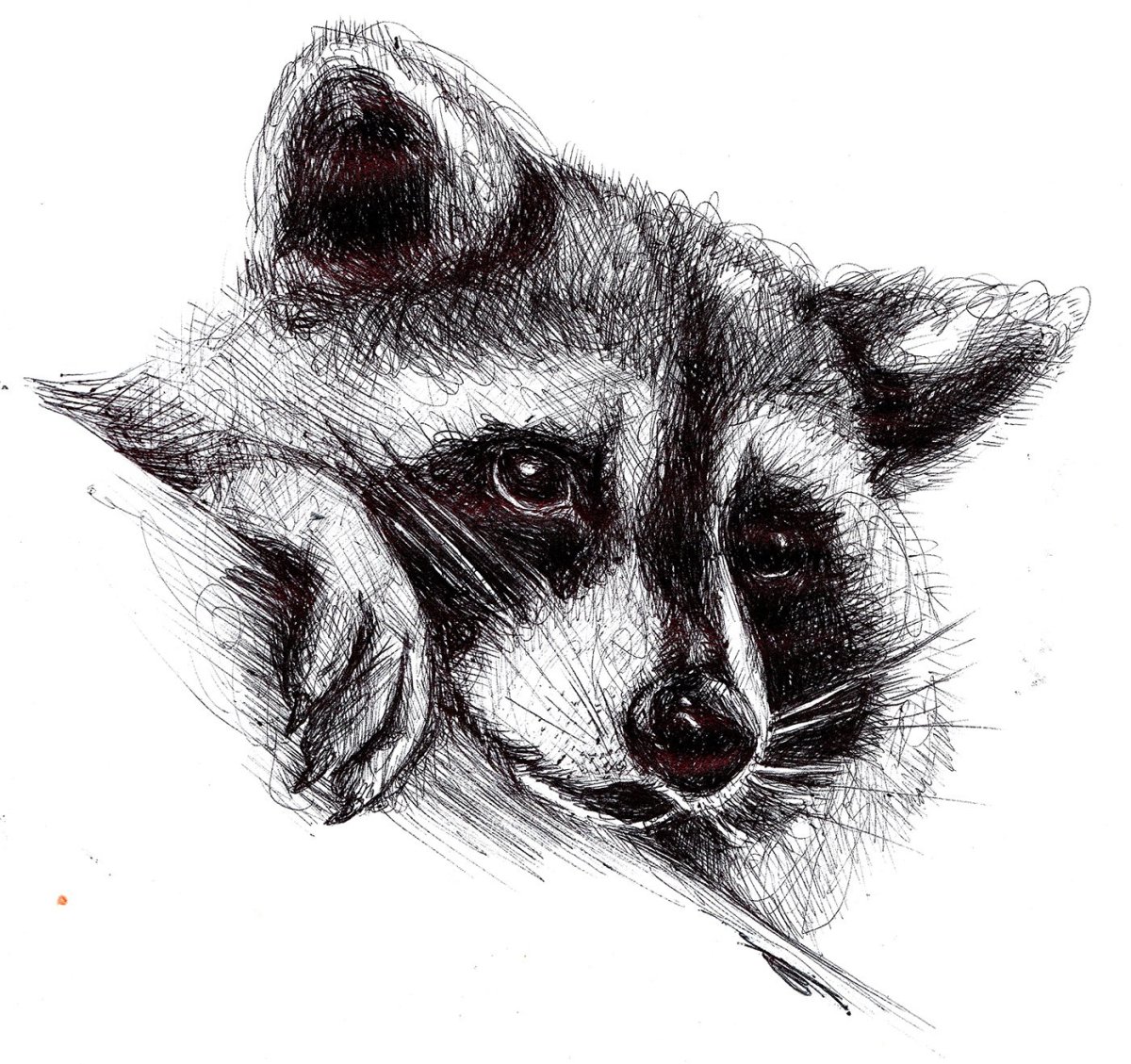 Енот рисунок