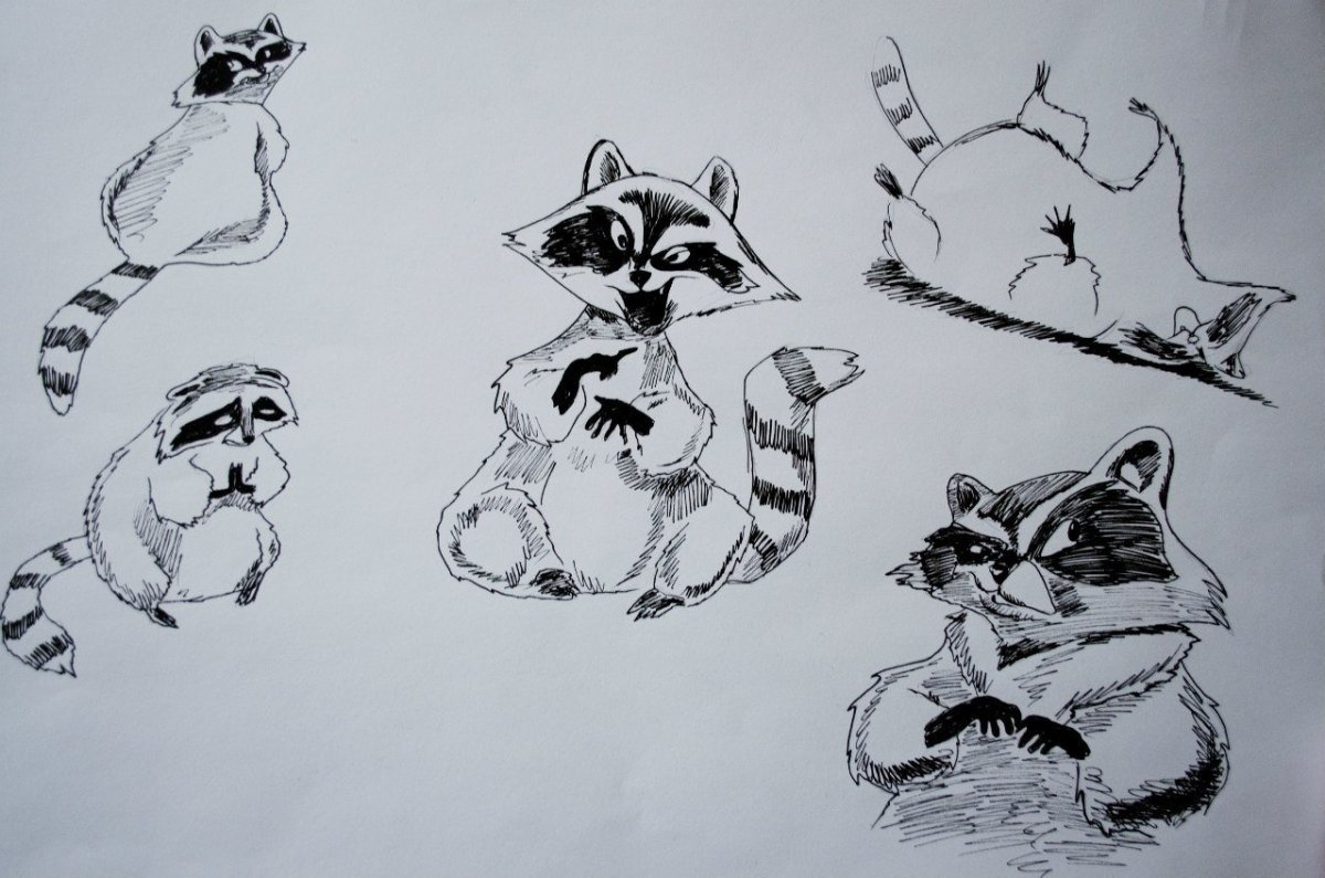 Поэтапный рисунок енота
