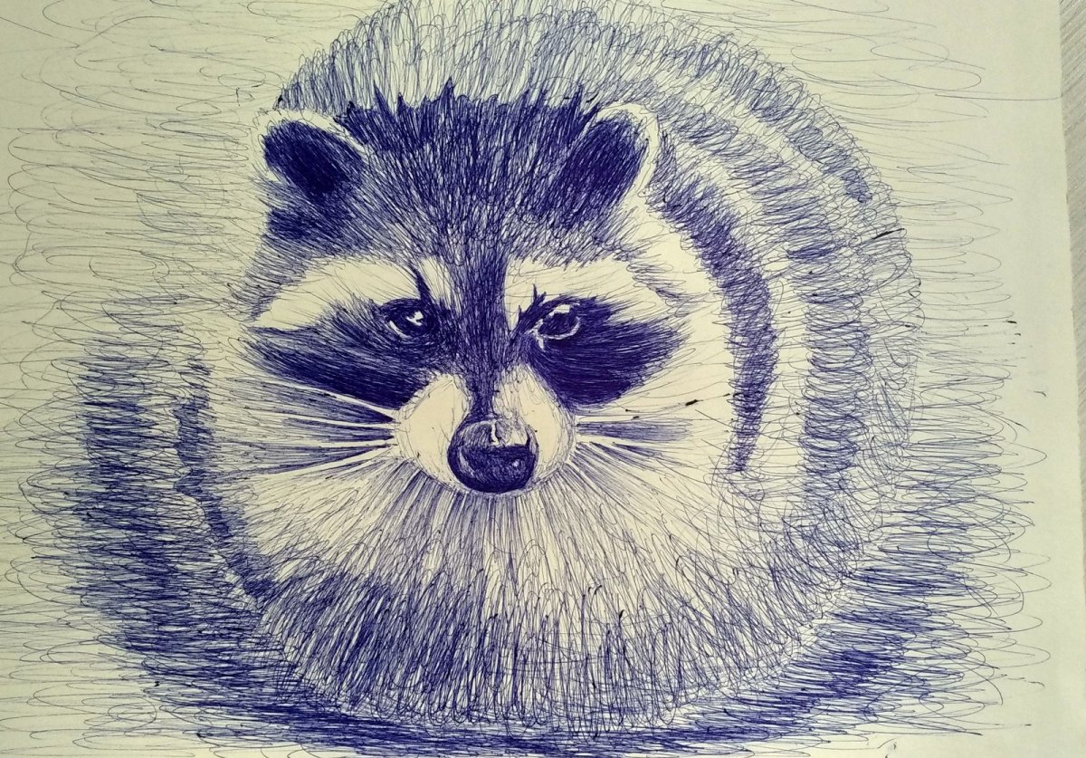 Енот фломастерами