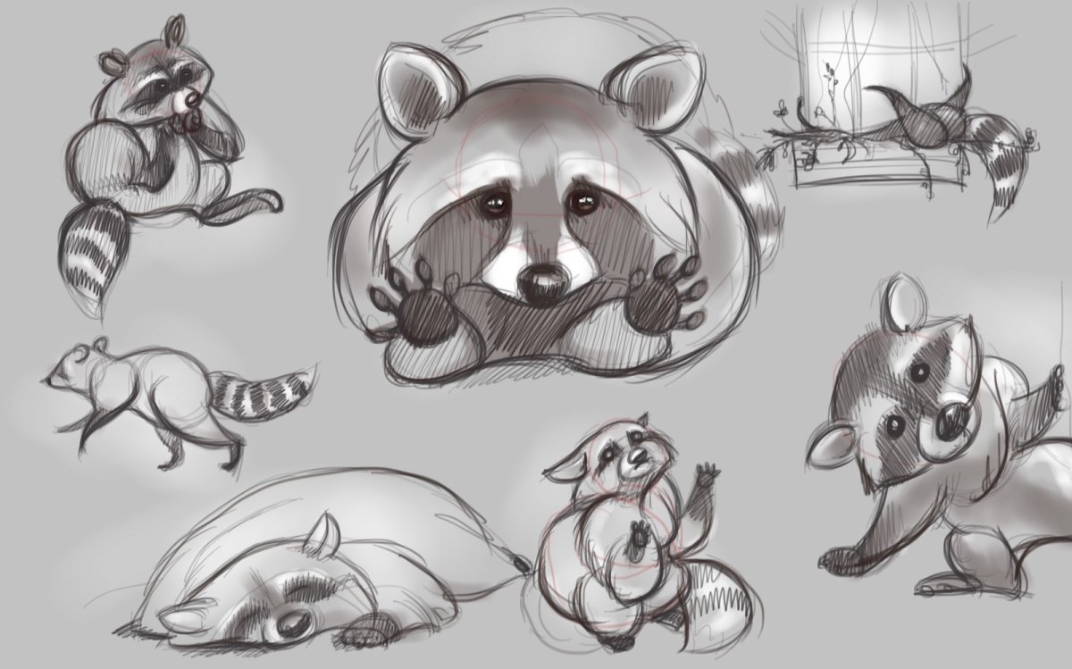 Енот рисунок для срисовки