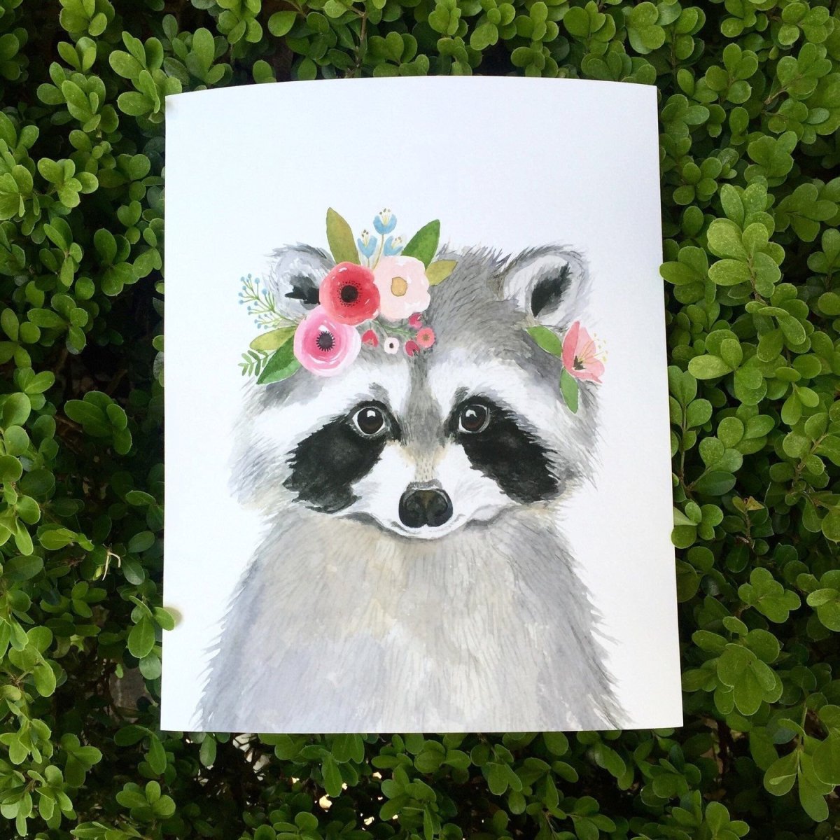 Енот простым карандашом