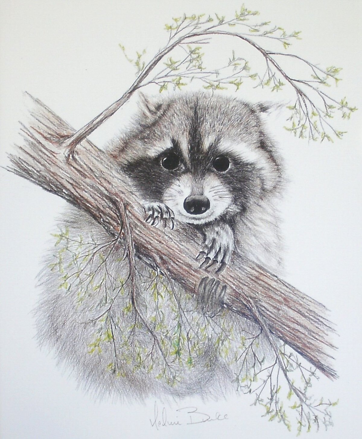 Енот черно белый