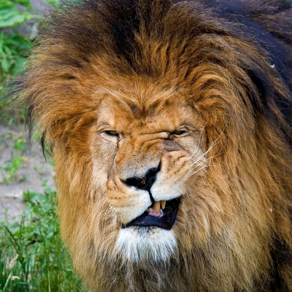 Лев подмигивает