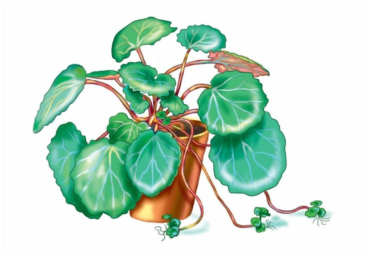 Комнатные растения Нищева