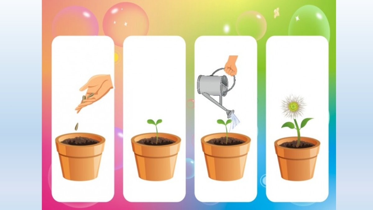 Нарисовать комнатное растение